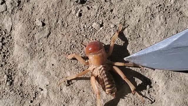 Mysterious Cricket how did it die.