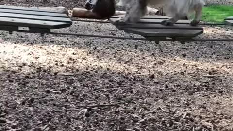 Dog Crosses Rope Bridge in Woods