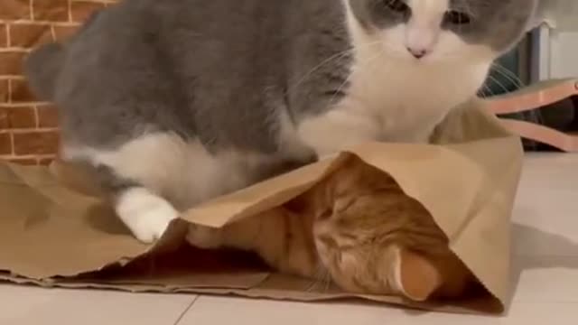 Cat Funny video