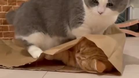 Cat Funny video