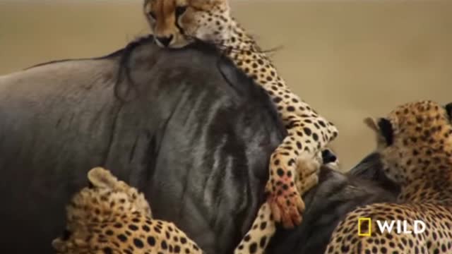 Cheetahs Gang Up On A Wildebeest | Nat Geo WILD Source