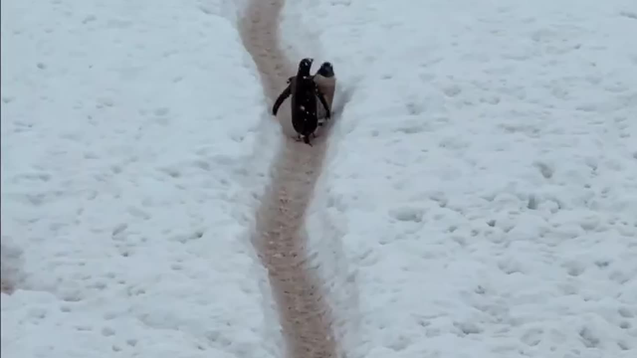 Penguin Traffic Jam🐧