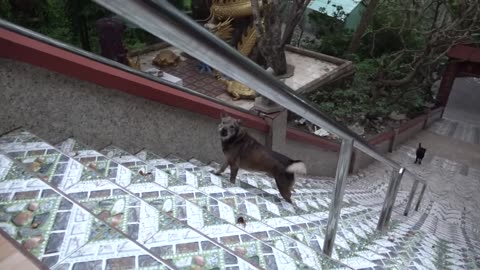 How Dogs React When Seeing Stranger - Running, Barking? | Viral Dog
