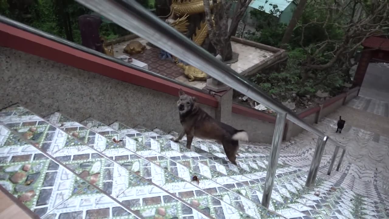 How Dogs React When Seeing Stranger - Running, Barking? | Viral Dog