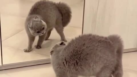 "Reflection Frustration: Cat vs Mirror Video"