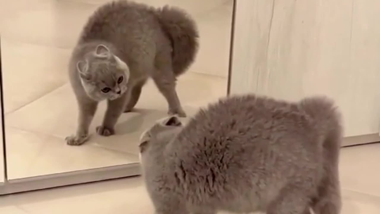 "Reflection Frustration: Cat vs Mirror Video"