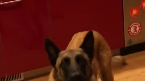 Dog Howls Along With Music Playing on Owner's Phone