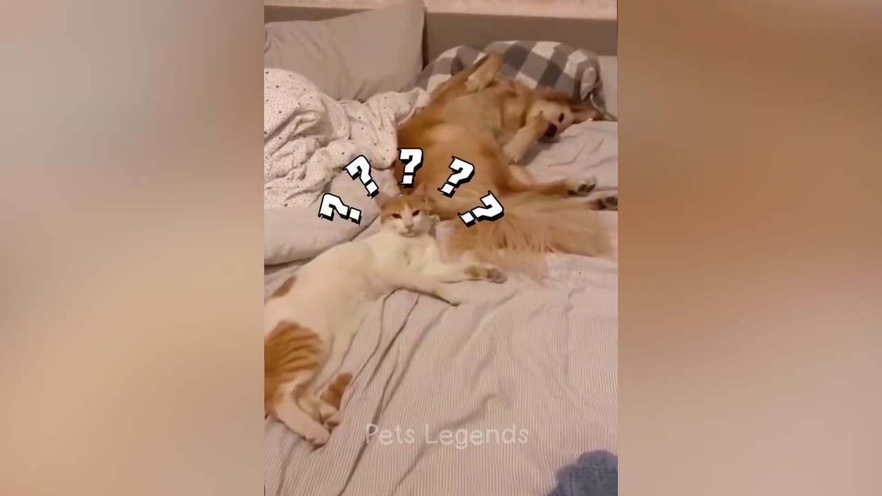 Funny cat ,dog slaping