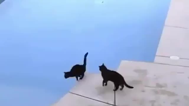 🤣 Funniest 😻 Cats And 🐶 Dogs - Cute And Funny Animal Videos 😇 +2 77