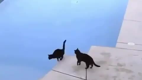 🤣 Funniest 😻 Cats And 🐶 Dogs - Cute And Funny Animal Videos 😇 +2 77
