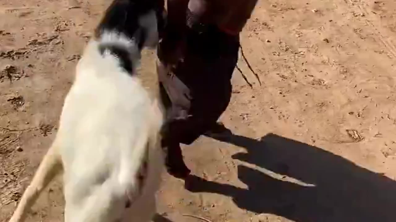 Does this GOAT know this is someone's father? ðŸ˜