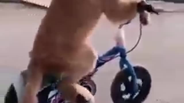 Cycling Dog Funny Video