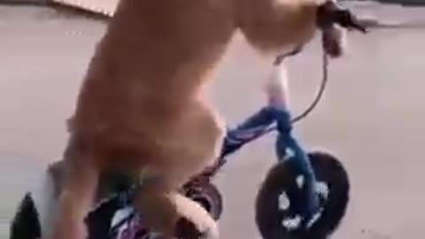 Cycling Dog Funny Video