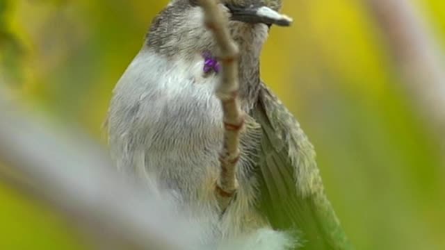 CLASSY HUMMINGBIRD