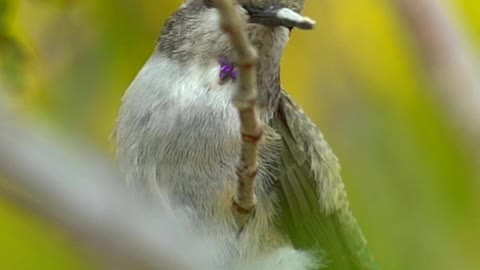 CLASSY HUMMINGBIRD