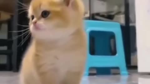He's So Fluffy