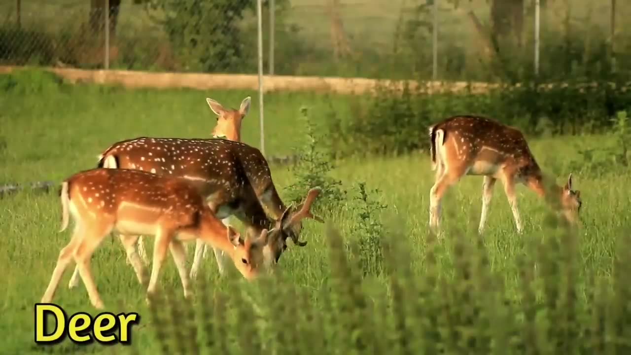 50 English-language animals with names and sounds for kids