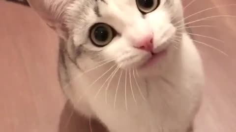 A cat with big eyes