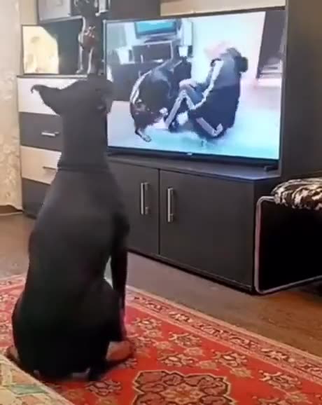Amazingly fun. The dog that plays sports on TV