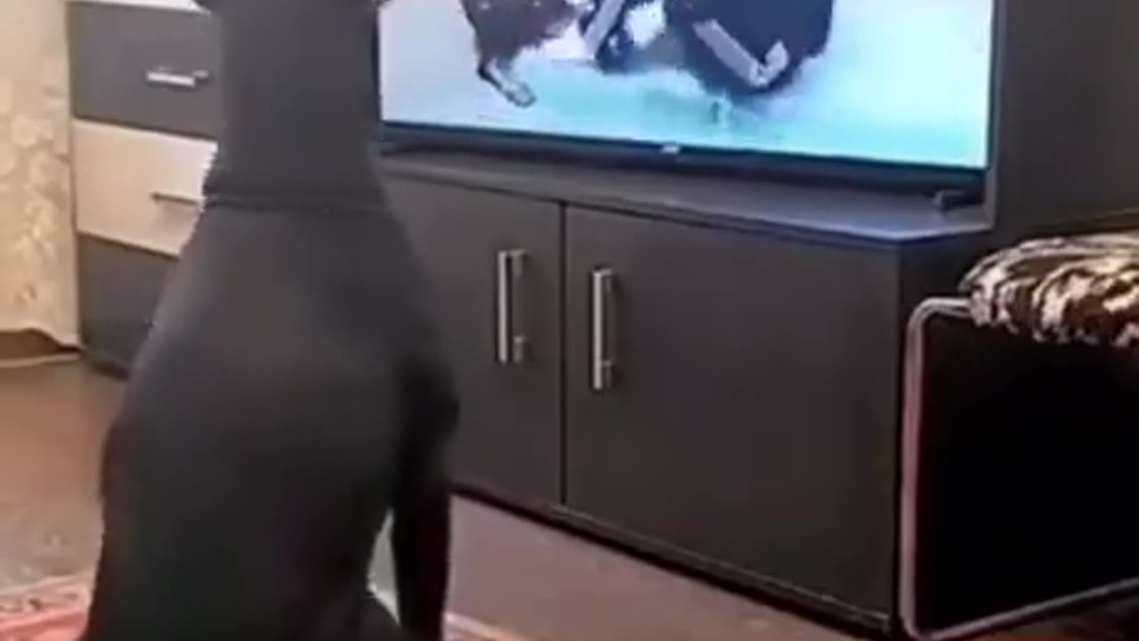 Amazingly fun. The dog that plays sports on TV