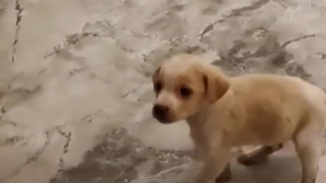 Kind-hearted policemen adopted the dog stuck in the door