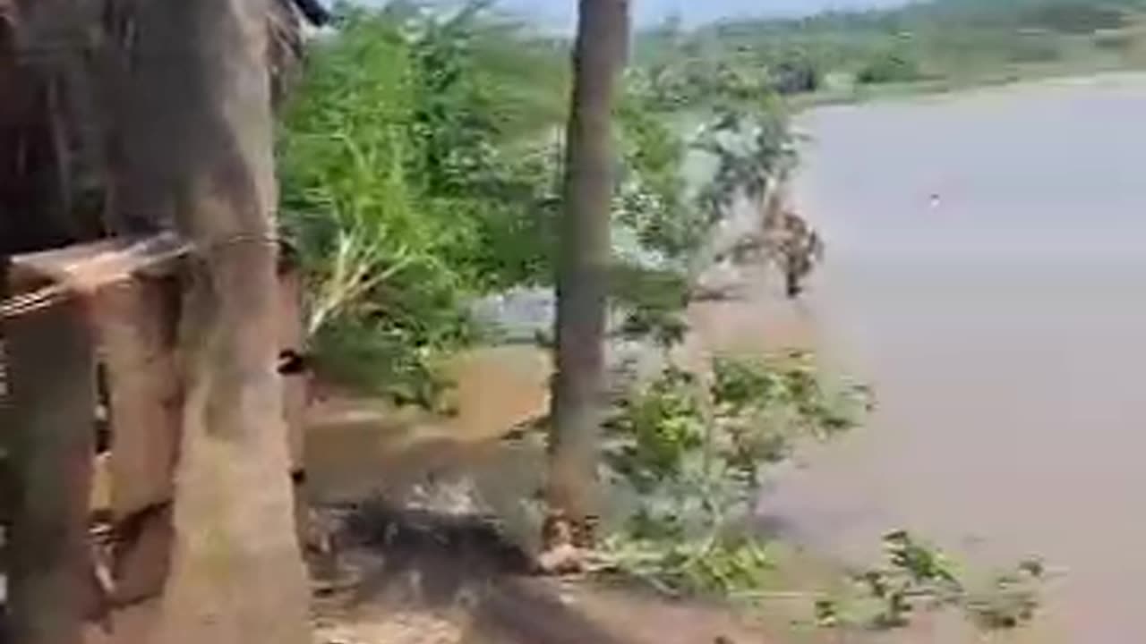 Tree Moves
