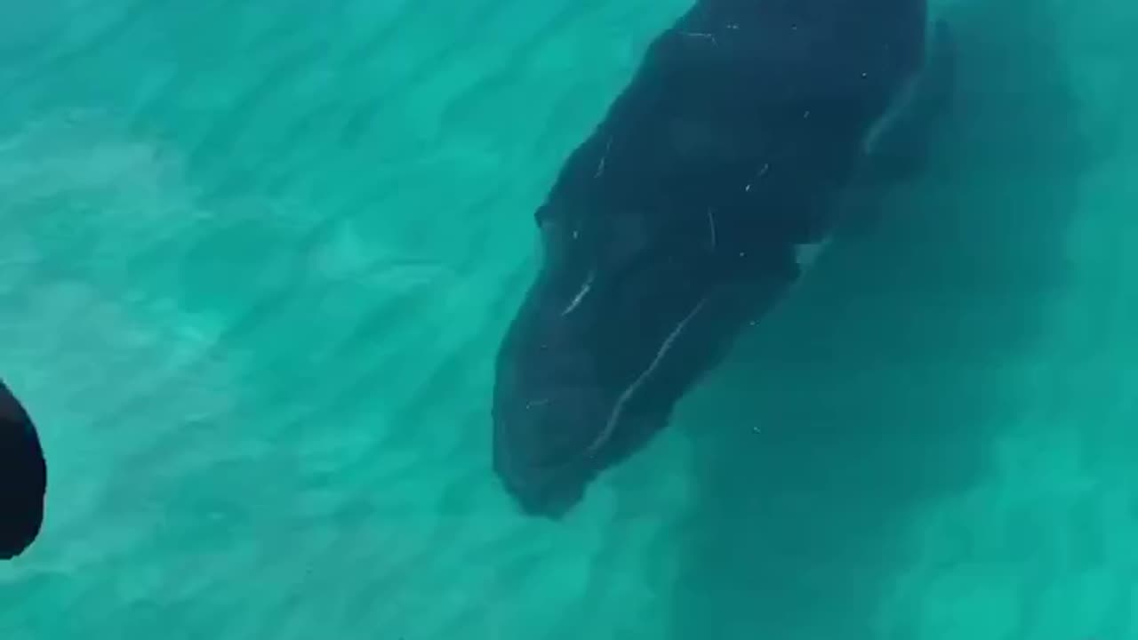 Monster fish under the boat