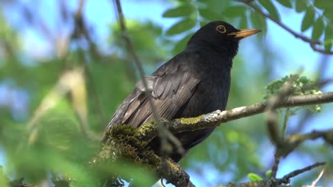 Blackbird May Day Songbird Bird Animal Nature