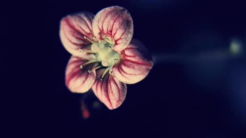 Vörös István ¬ Hittünk a tündérmeséknek