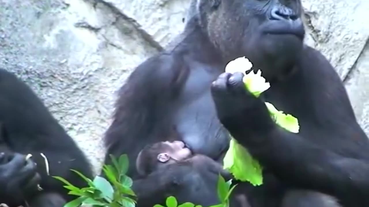 Female gorilla