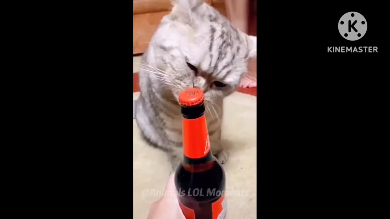 Cat funny video 😂 || #funny