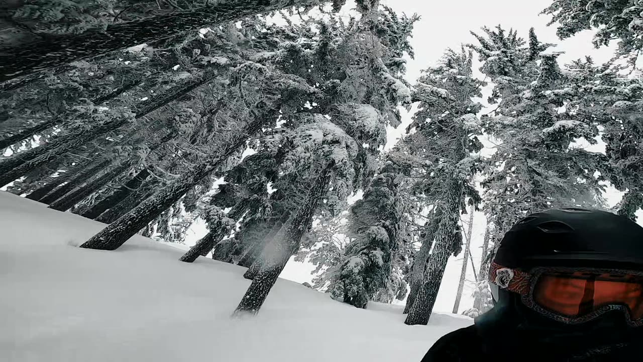 Snowboarding Between Trees