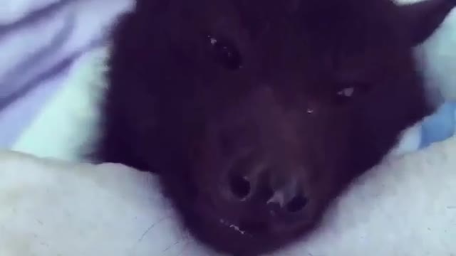 What a cute baby dog