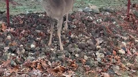 Man Rescues Deer Stuck in Barbed Wire Fence