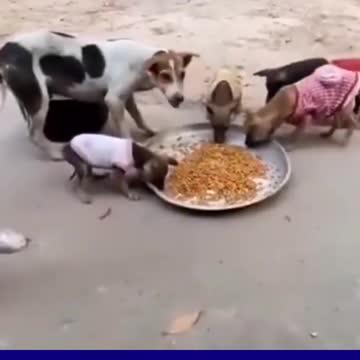 Funny Cats and Dogs 2022 .. Best Dogs And Cats Videos