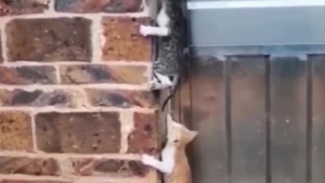 A group of cats are climbing the wall