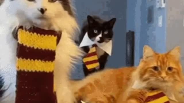 Cute Cat Gif
