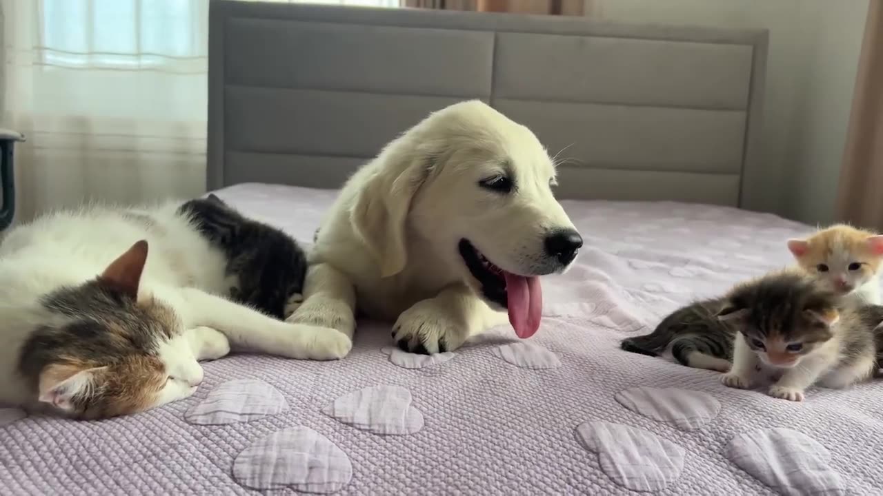 Golden Retriever Puppy as Another "Baby Kitten" of a Mom Cat