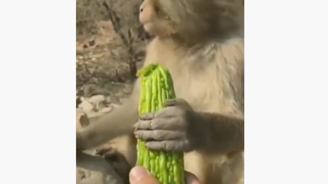 Funny animal videos part 33 __Funniest animals video 2022 __@blessedbaritone