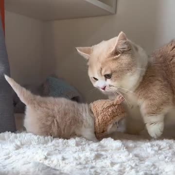 Big Cat play with small kitty😱🐈‍⬛