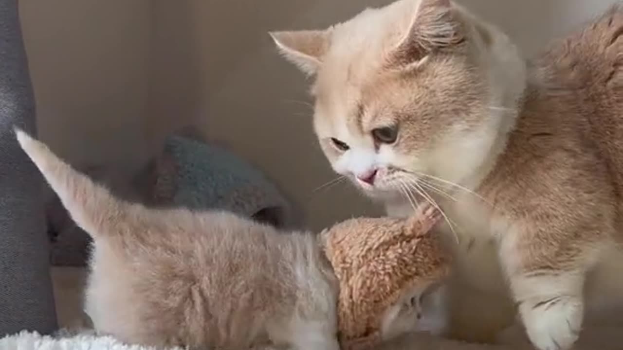 Big Cat play with small kitty😱🐈‍⬛