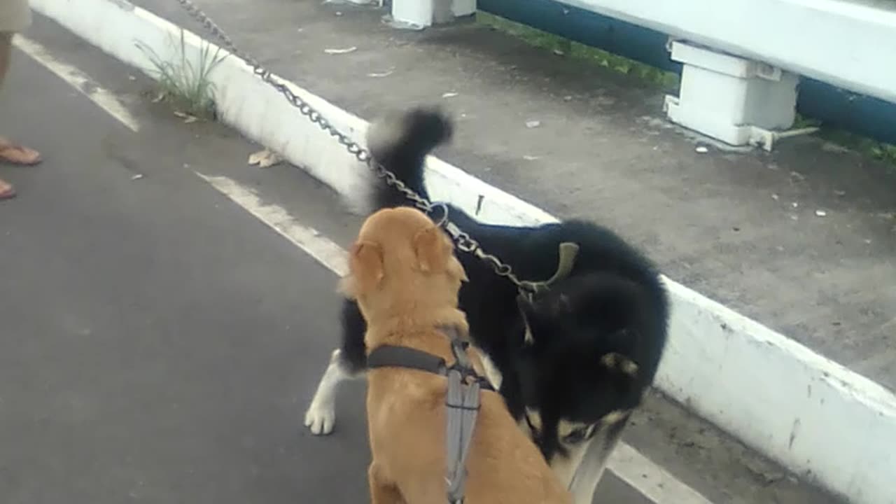 Golden Retriever Meets Labrador Husky