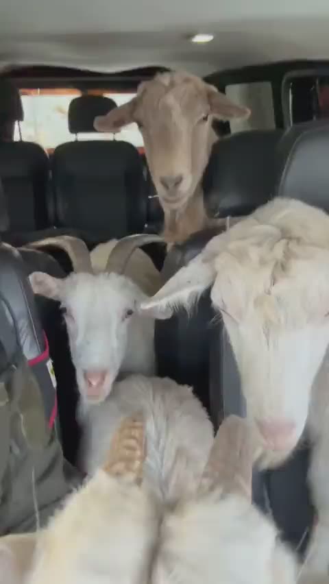 The Evacuation of Goats Away From the Kadyrovites