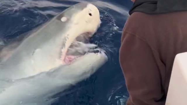 Flirt with sharks