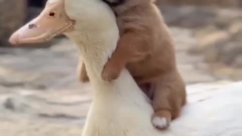 Dog's ride on duck | Dog Duck love