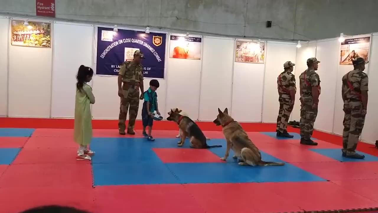 Army training dog video