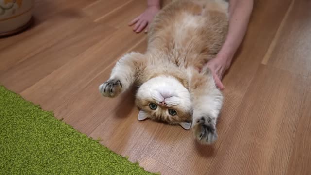 Rolling on our backs on the floor- Our Pets 🐶