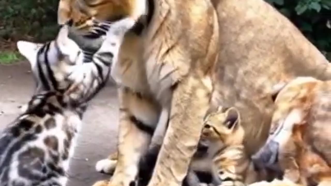 Cute and funny lions babies