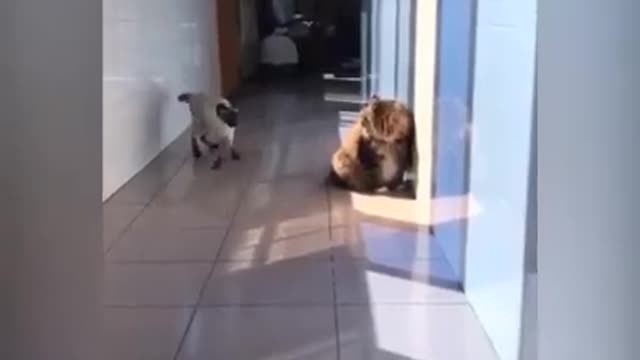 Funny cats compilation