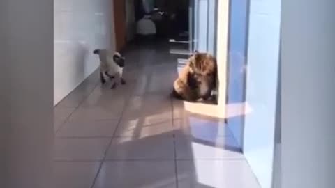 Funny cats compilation